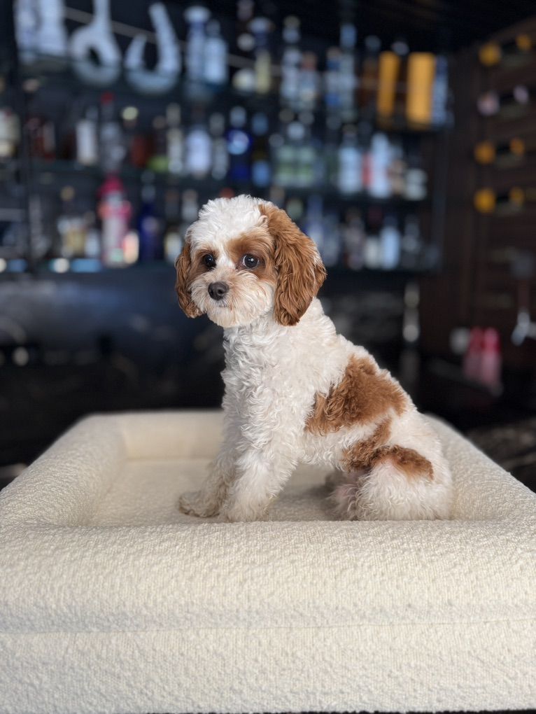8 lbs Red Blenheim F1b Cavapoo Stud Service – Hypoallergenic Teddy Bear Puppies
