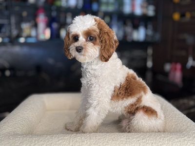 8 lbs Red Blenheim F1b Cavapoo Stud Service – Hypoallergenic Teddy Bear Puppies