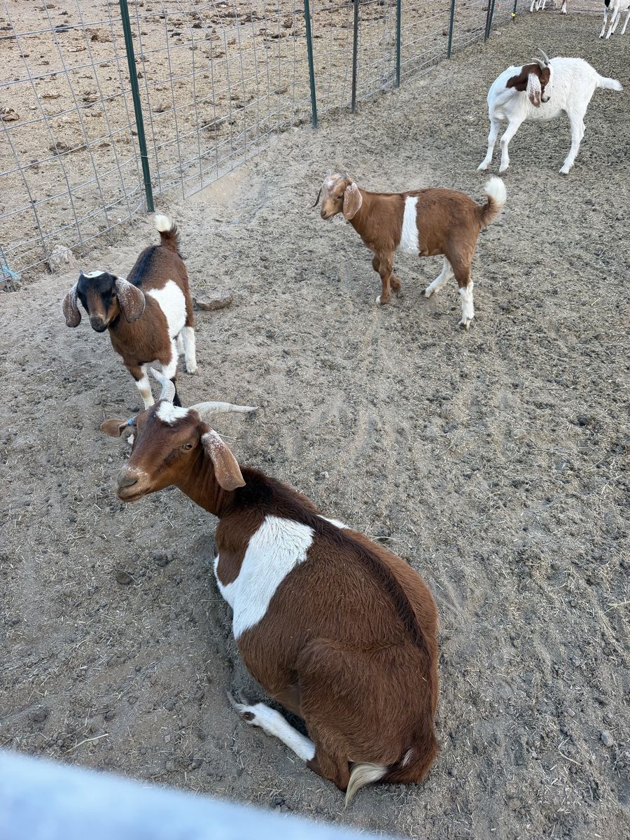 Goats
