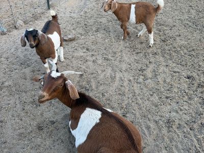 Goats