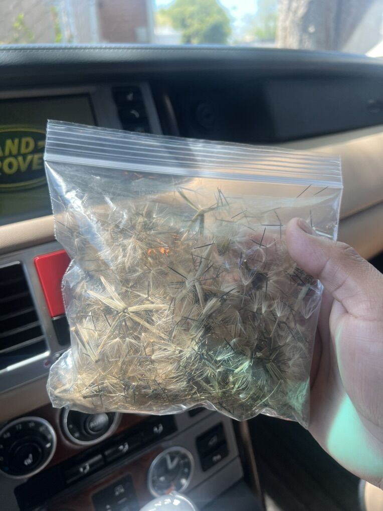 SEMILLA DE PAPALO....PAPALO SEED.