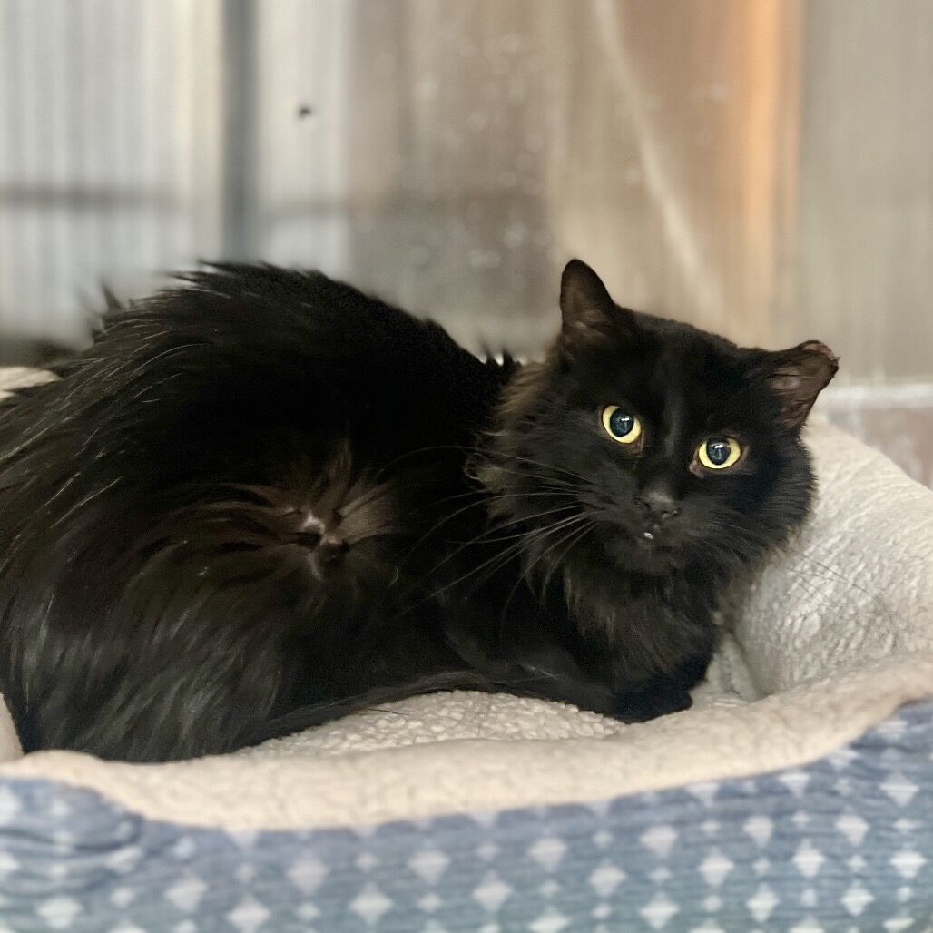 Hello my name is Creek