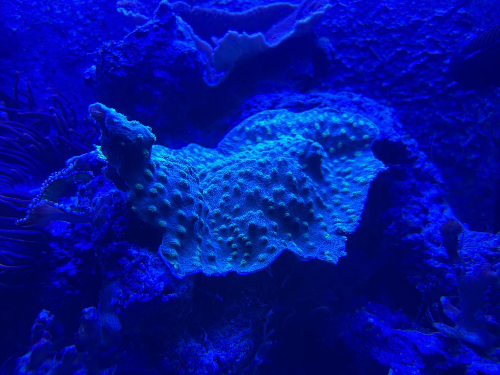 Hollywood Stunner corals