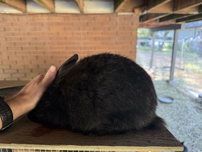 Silver Fox Rabbits