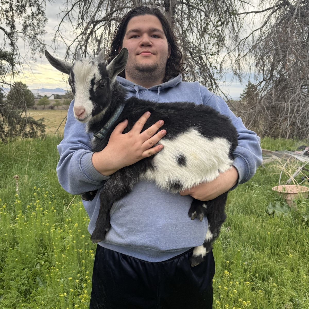 Nigerian Dwarf Buckling - 8 Weeks Old