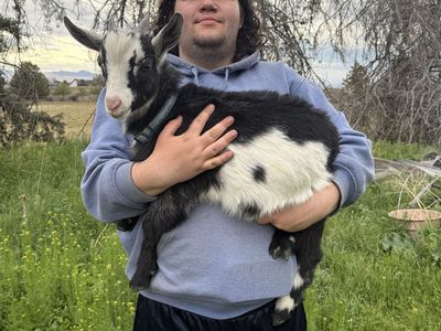 Nigerian Dwarf Buckling - 11 Weeks Old