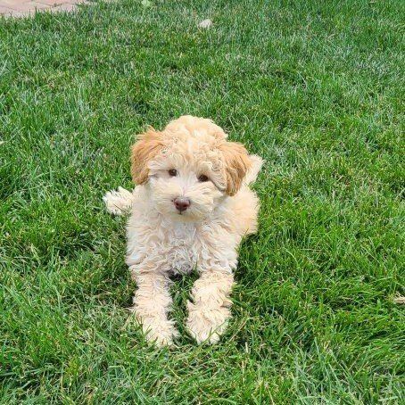 F1B Toy Cavapoo ~Boy~