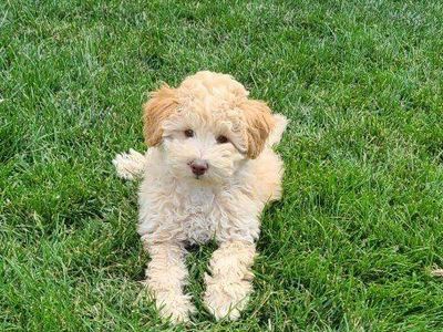 F1B Toy Cavapoo ~Boy~