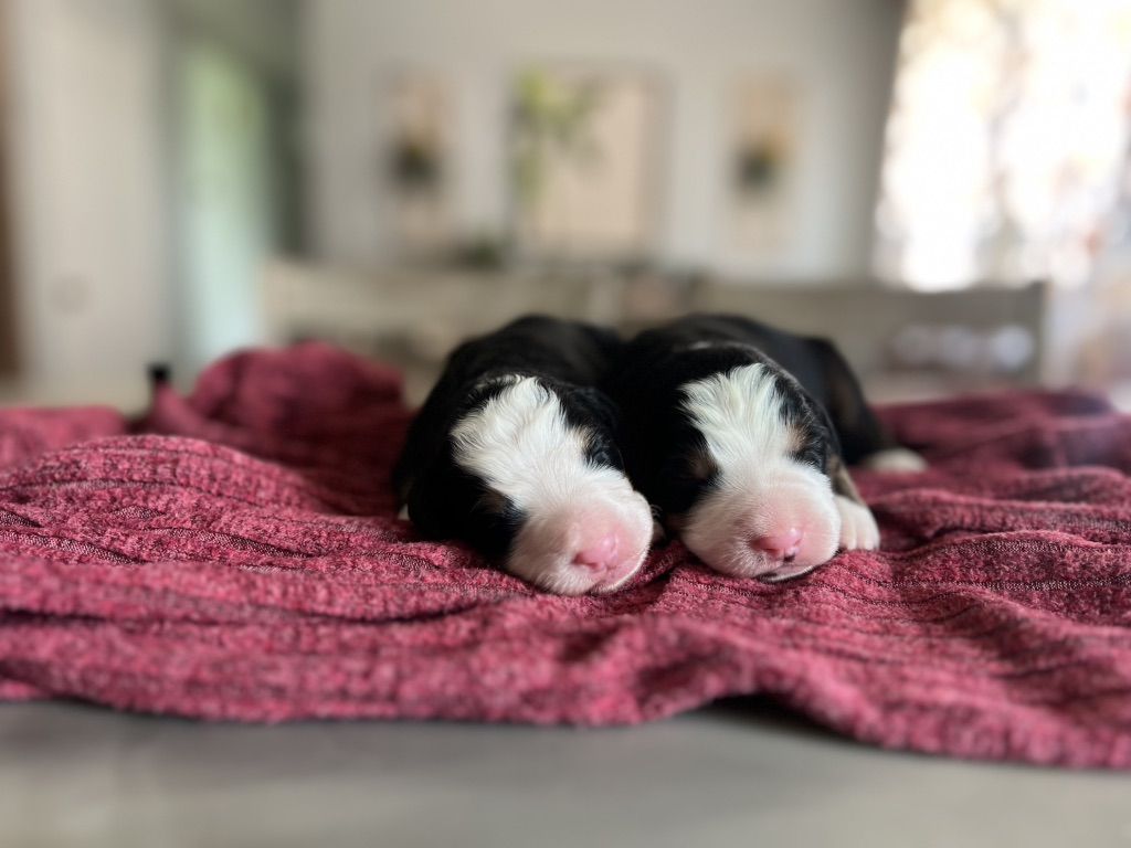 Bernese Mountain Dog