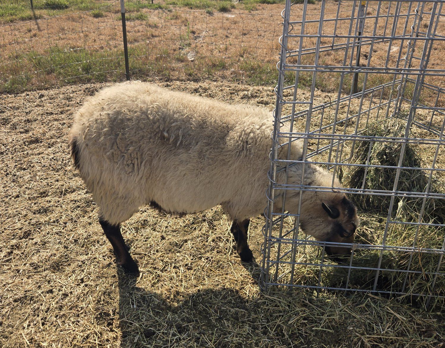Breeding ewes