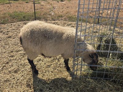 Breeding ewes