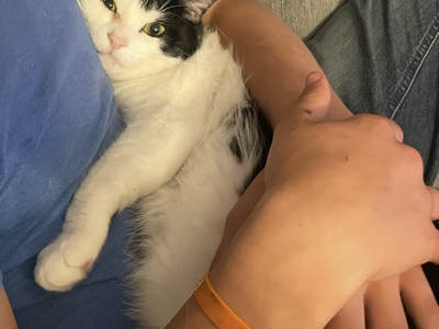 Rocky & Lucky - Playful and cuddly pair of house cats