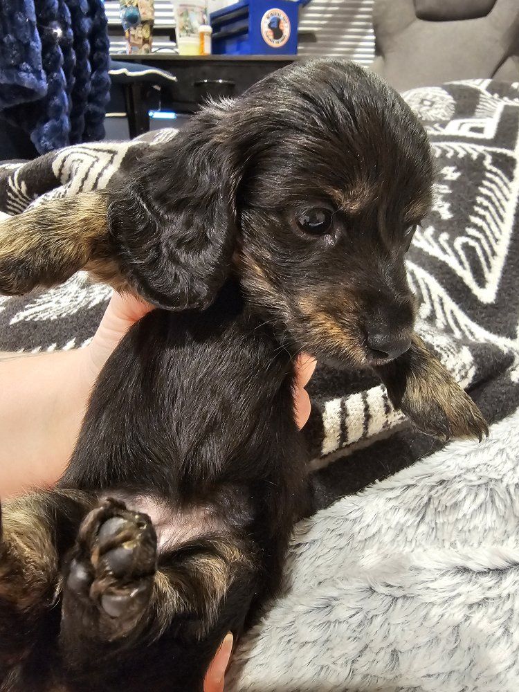 Mini Longhair AKC Dachshunds