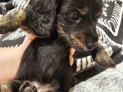 Mini Longhair AKC Dachshunds