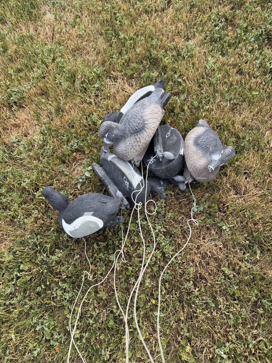 6 GHG Ringneck Decoys