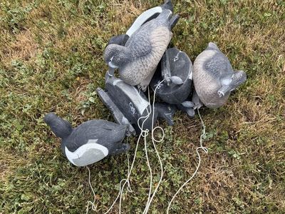 6 GHG Ringneck Decoys