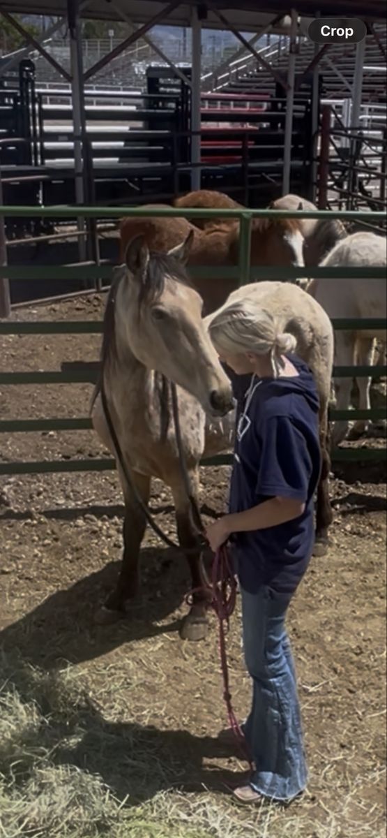 Buckskin yearling colt