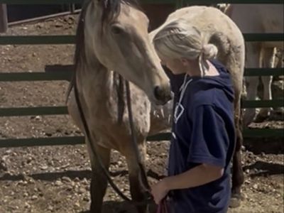 Buckskin yearling colt
