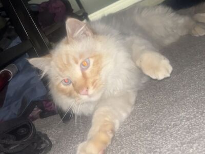 Found Cat In West Salt Lake