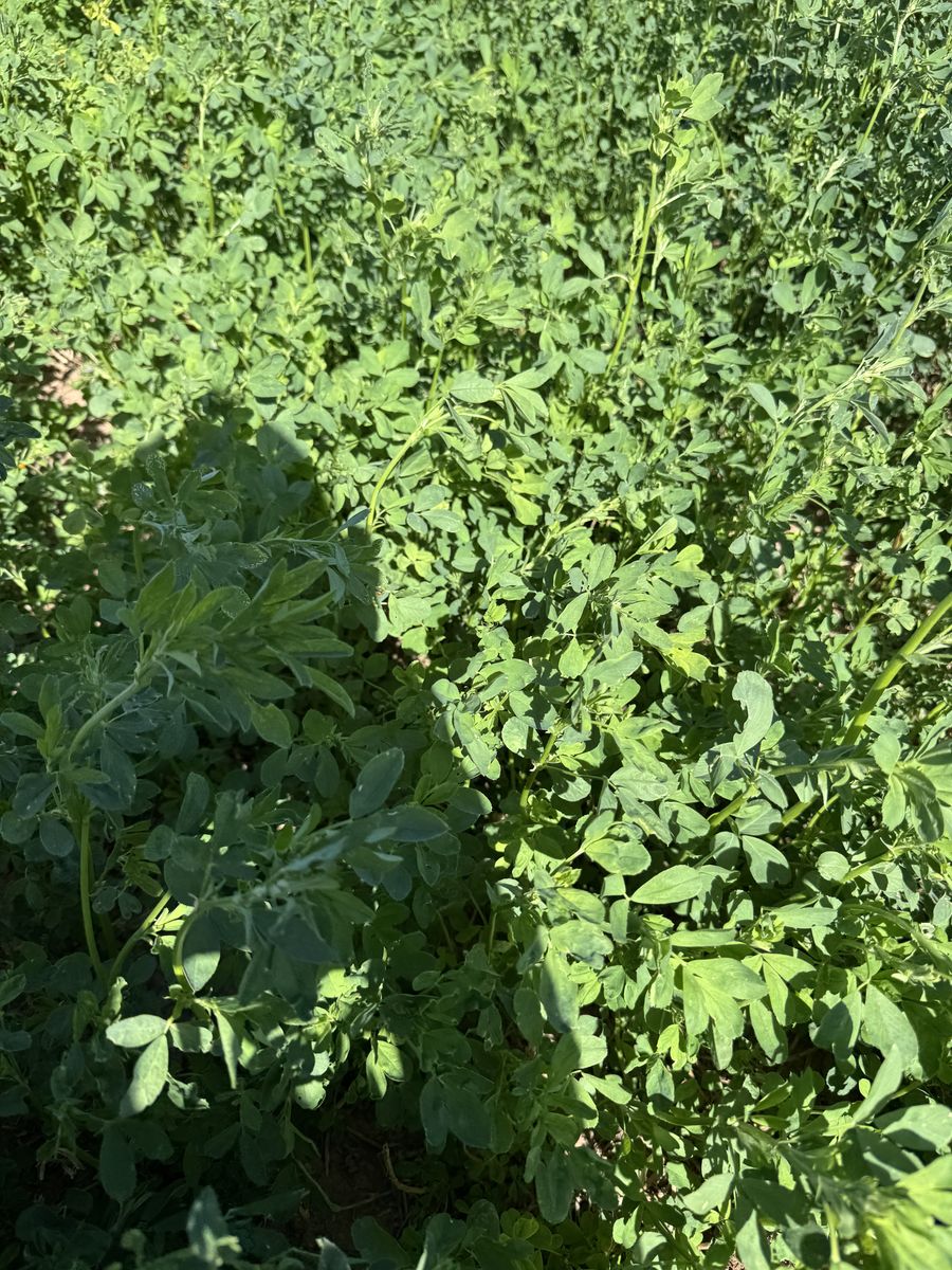 Regeneratively Grown Chemical free Alfalfa