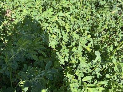 Regeneratively Grown Chemical free Alfalfa