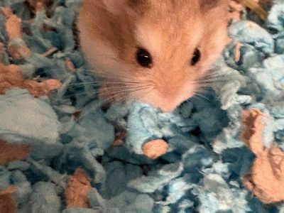 Young Dwarf Roborovski Hamster