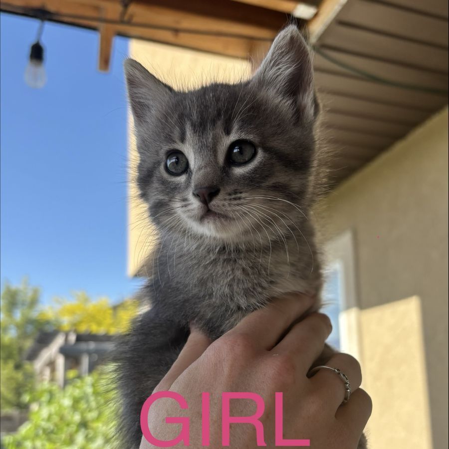 Adorable Silver Gray Tabby Kittens Ready for Their Forever Homes