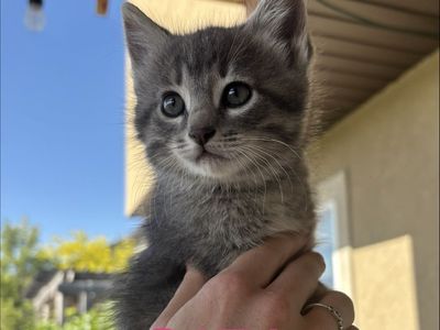 Adorable Silver Gray Tabby Kittens Ready for Their Forever Homes