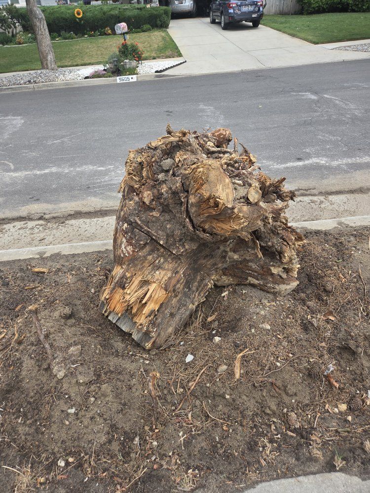 Large Tree Stump/Root Ball - Free for Pickup