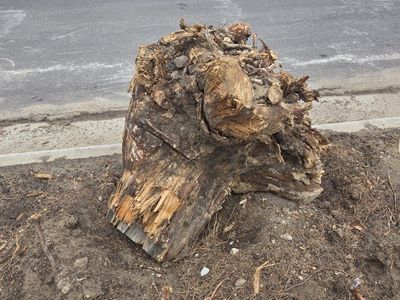 Large Tree Stump/Root Ball - Free for Pickup