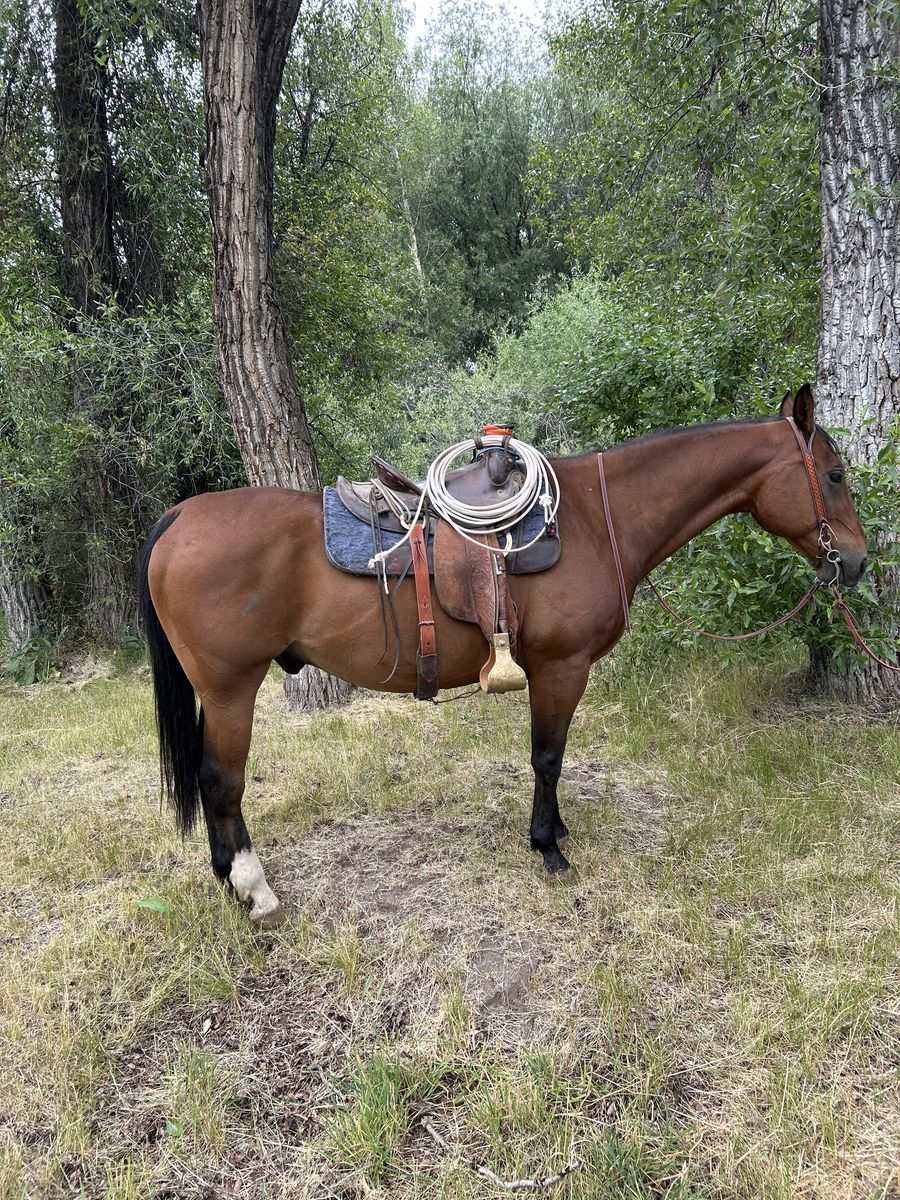 16 year old grade gelding