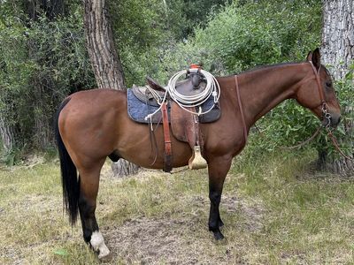 16 year old grade gelding