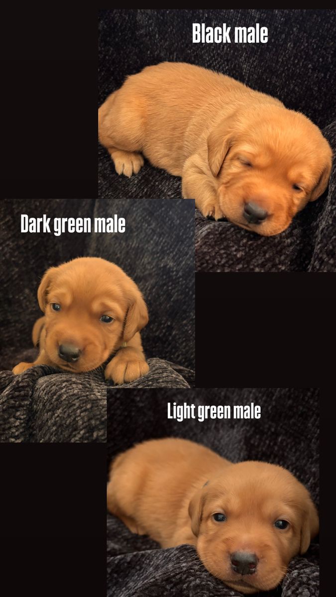 AKC Fox Red Labrador Puppies