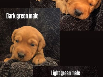 AKC Fox Red Labrador Puppies