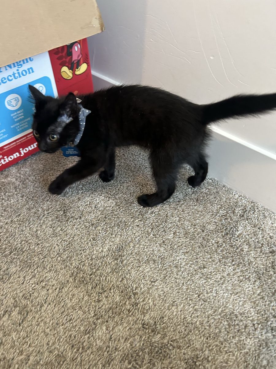 Salem, black kitten
