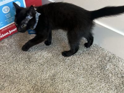 Salem, black kitten