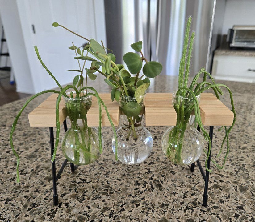Propagation Station with 3 Glass Vases & Wooden Stand - Plant clippings Included