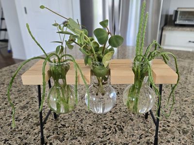 Propagation Station with 3 Glass Vases & Wooden Stand - Plant clippings Included