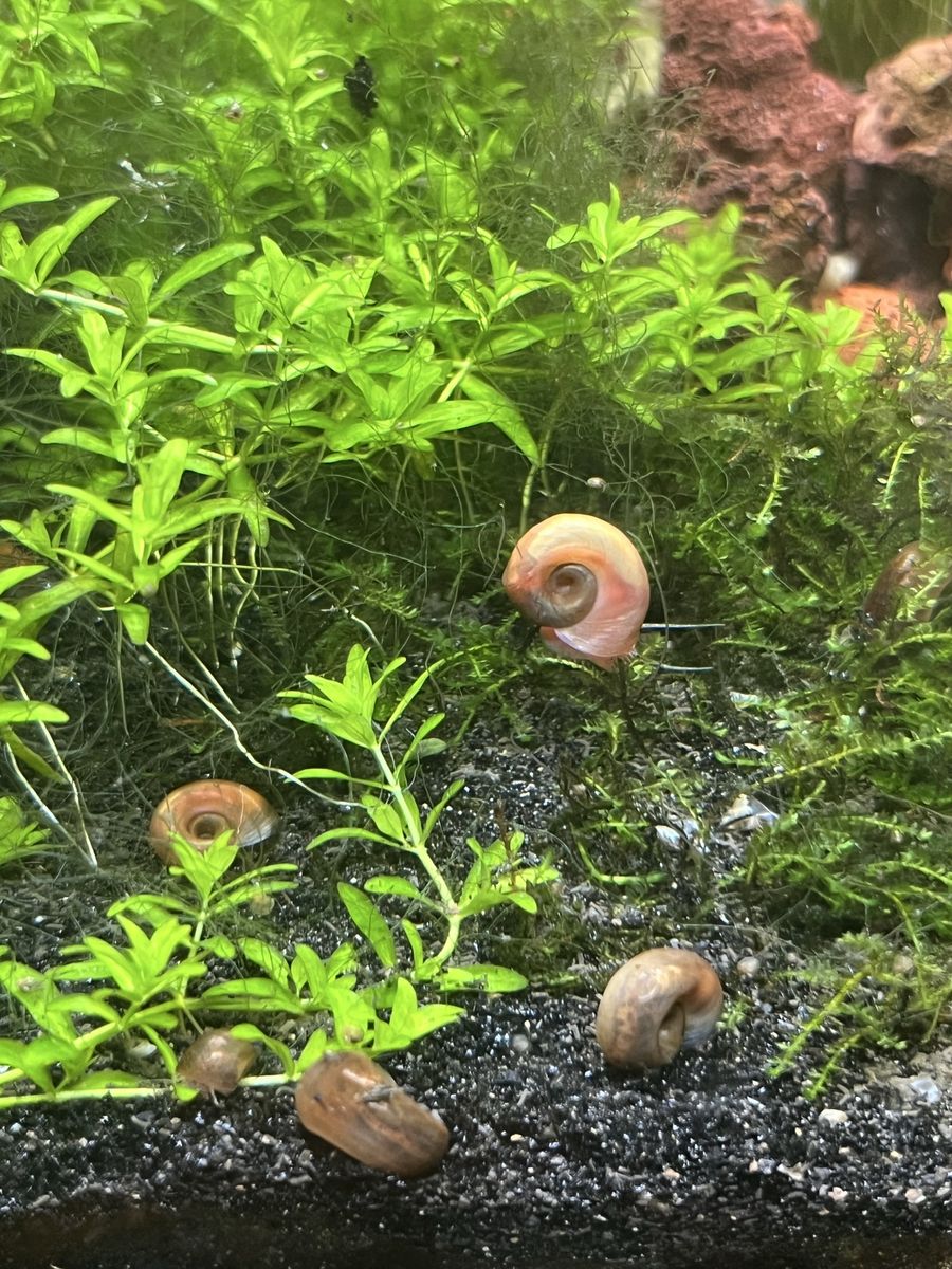 Ramshorn Snails - Natural Cleanup Crew, Kid-Friendly, Ecosystem-Raised