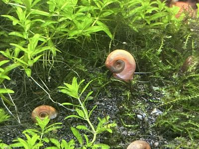 Ramshorn Snails - Natural Cleanup Crew, Kid-Friendly, Ecosystem-Raised