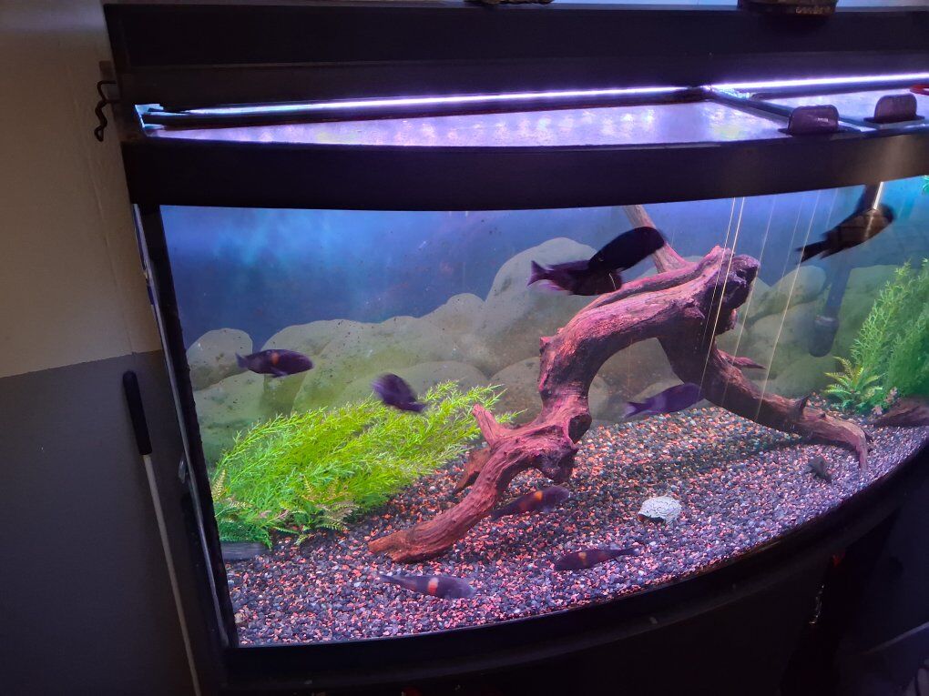 Tropheus Moorii 12 Cherry spots