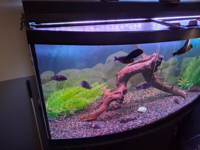 Tropheus Moorii 12 Cherry spots