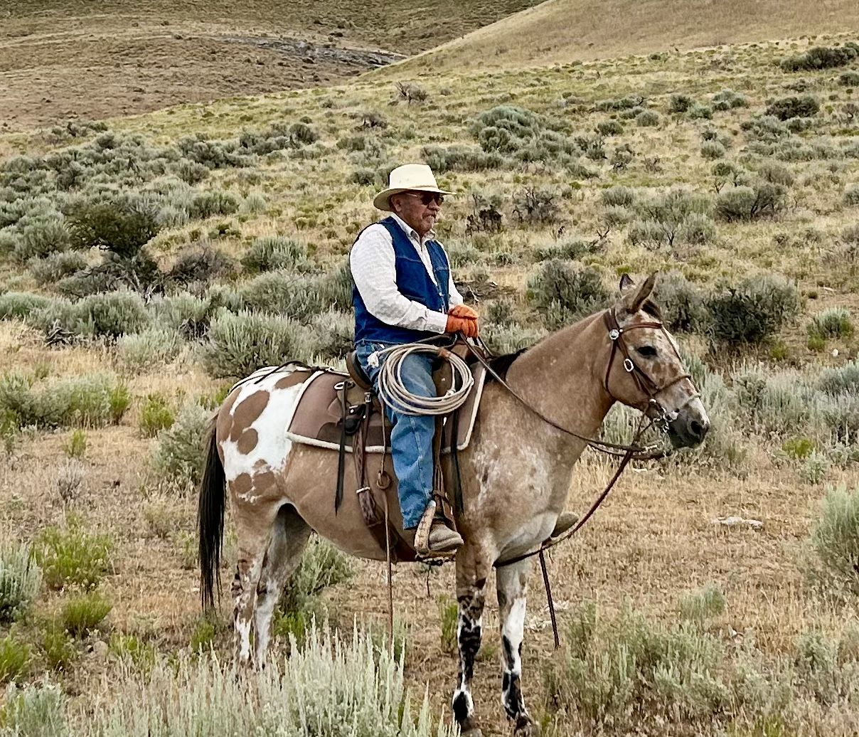 Fancy Trail Mule for sale
