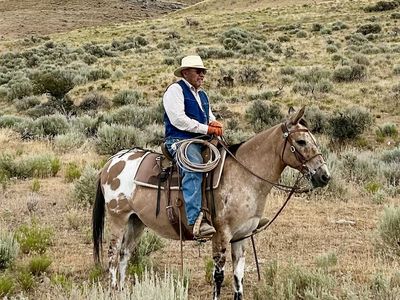 Fancy Trail Mule for sale