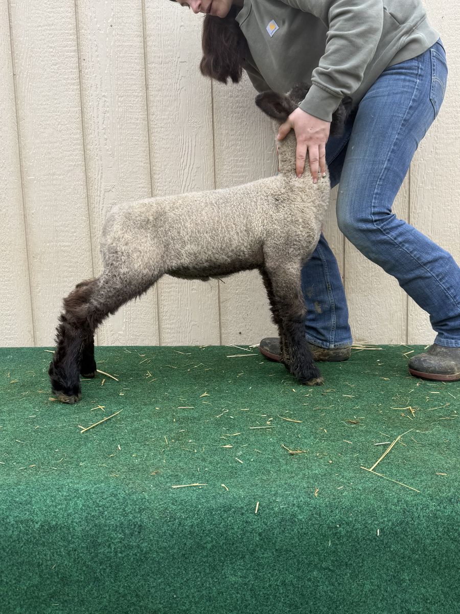 Diamond Mountain Club Lambs