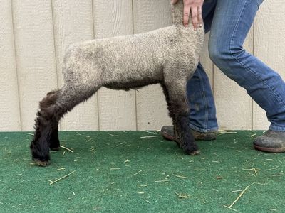 Diamond Mountain Club Lambs