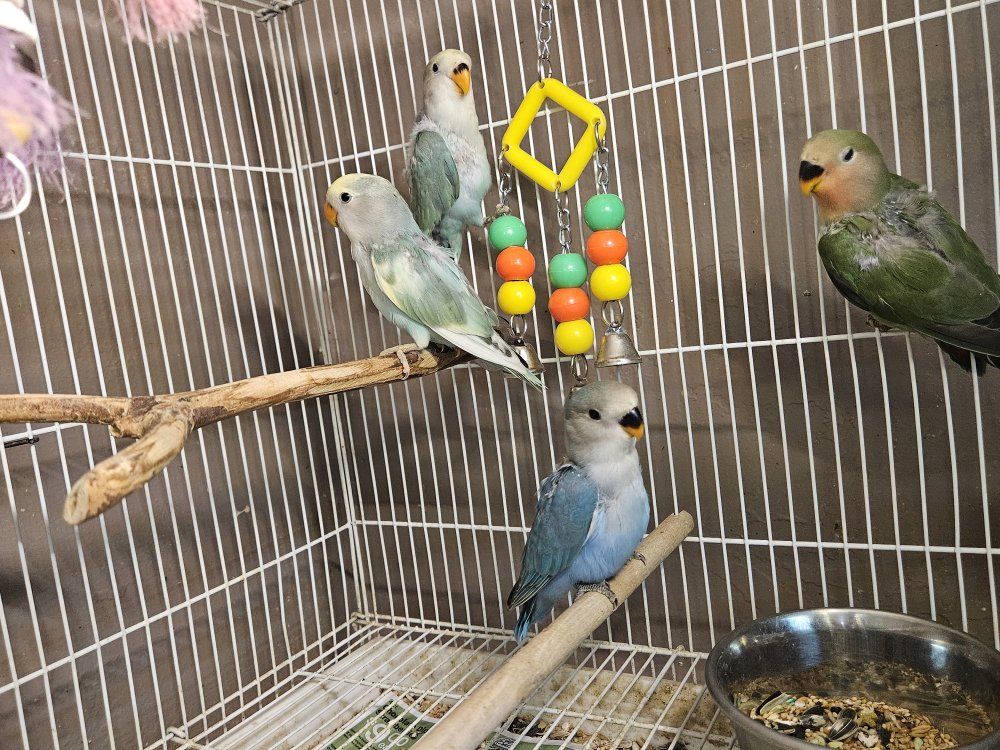 Beautiful Baby Fischer Lovebirds
