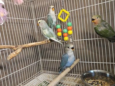 Beautiful Baby Fischer Lovebirds