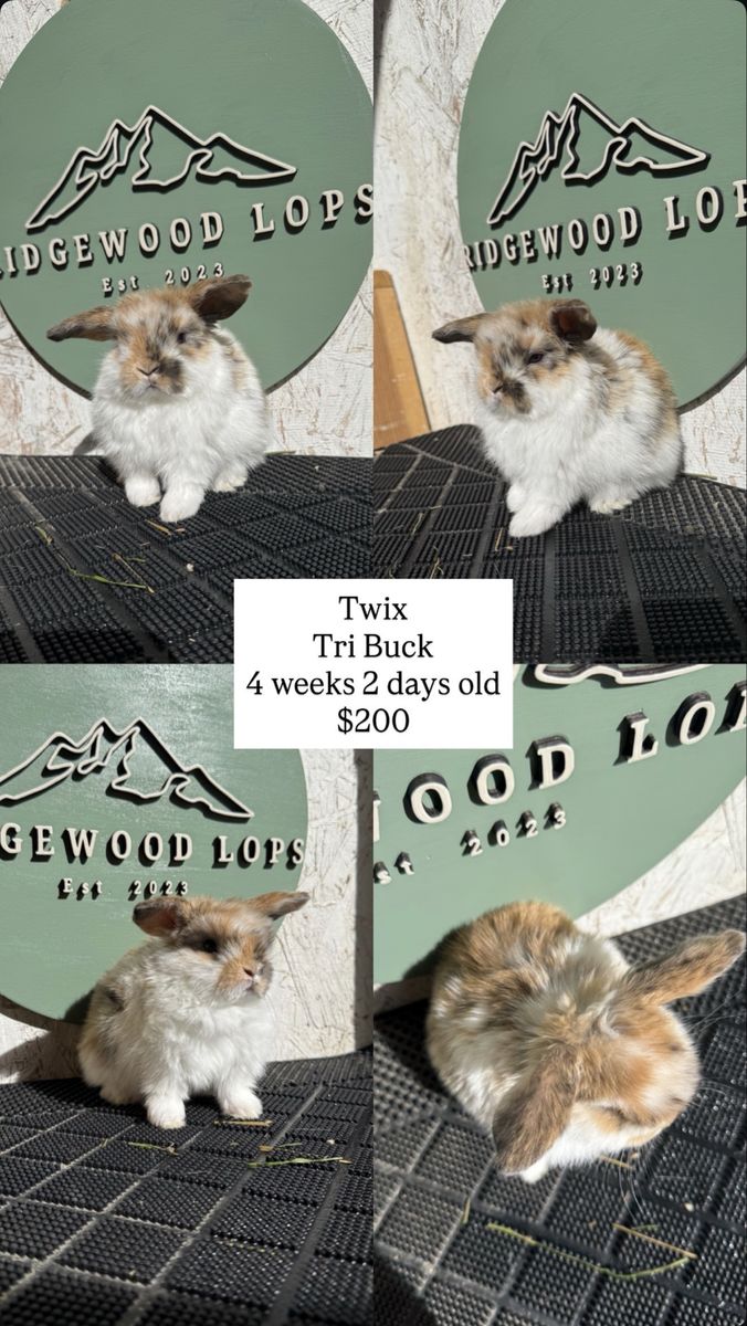 Pedigreed Holland Lop Babies!!