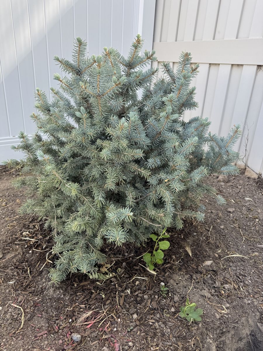Colorado Blue Spruce